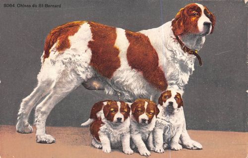 Motiv Tiere Hunde Bernardiner Schweiz ngl 301.795
