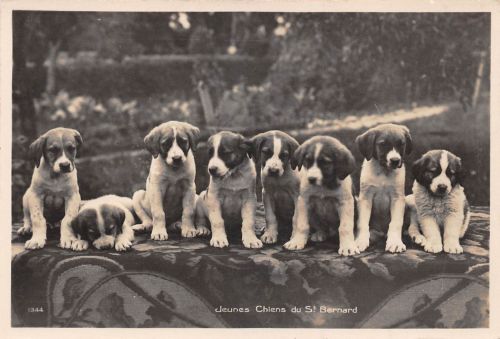 Motiv Tiere Hunde Bernardiner Schweiz Fotokarte ngl 301.796