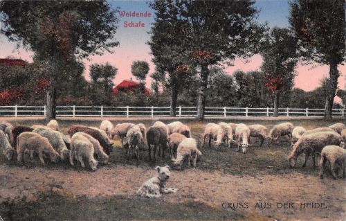 Motiv Tiere Schafe ngl 301.797