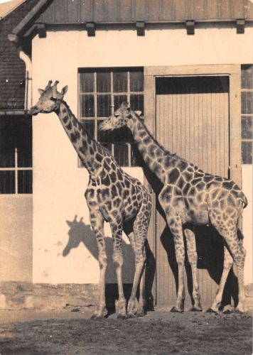 Dresden Zoo Giraffen gl1962 303.255
