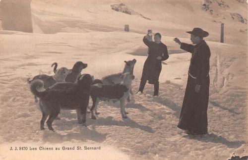 Schweiz Le Chiens au Grand Bernard ngl 305.155