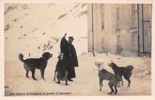 Schweiz Les Chiens a l'Hospice du Grand St. Bernard ngl 305.158
