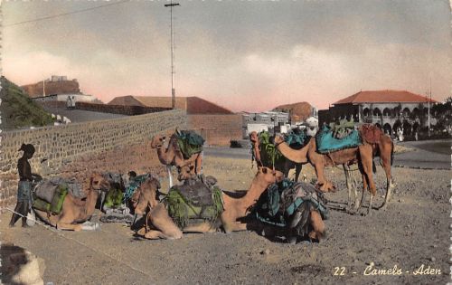Jemen Aden Camels ngl 305.195