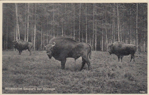 Wisente im Saupark bei Springe a.D. ngl G3318