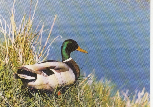Tiere: Enten-Erpel auf Brautschau ... ngl G5219