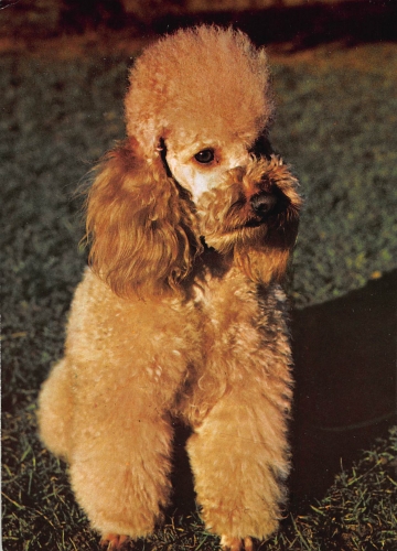 Tiere: Apricot-Pudel ngl 150.655