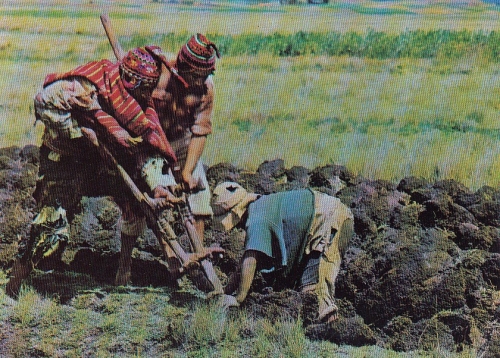Perú Chaquitacjlla Peasants tilling the soil as in the Inca times ngl D6135
