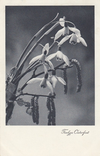 Ostern-Wünsche mit Schneeglöckchen gl1937 D9608