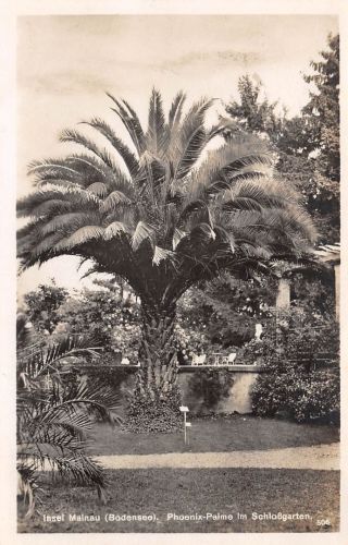 Insel Mainau (Bodensee) Phoenix-Palme ngl 170.980