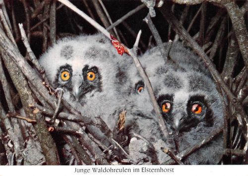 Junge Waldohreulen im Elsternhorst ngl 171.093