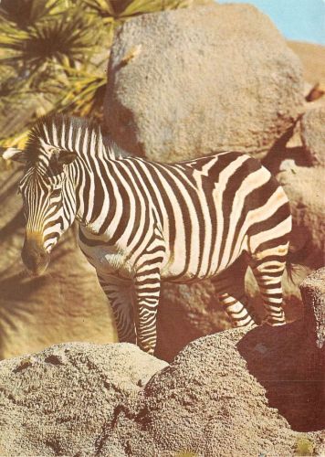 Ein Zebra ngl 171.122