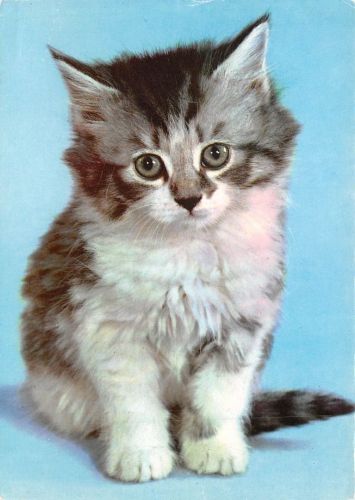 Eine Katze ngl 171.142