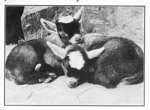 Zwei Tierkinder ngl 171.165