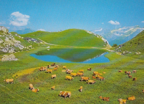 Lac d'Ai mit viel Rindvieh ngl E3723