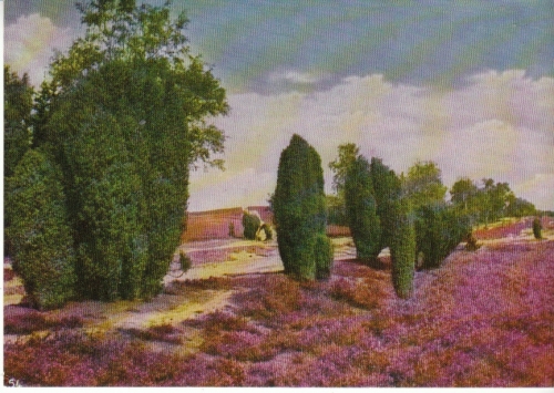 Alte Wacholder in der Lüneburger Heide gl1971 28.517