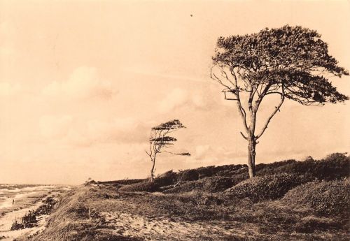 Ahrenshoop Küste bei Esperort gl1965 173.916