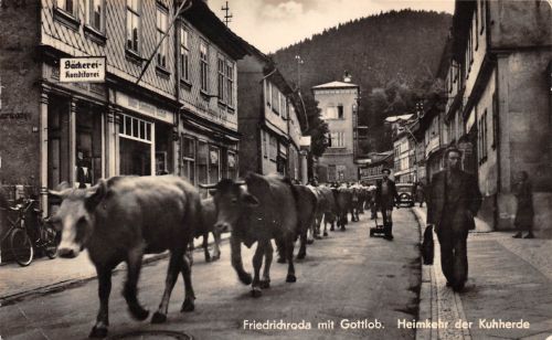 Friedrichroda Heimkehr der Kuhherde ngl 178.798