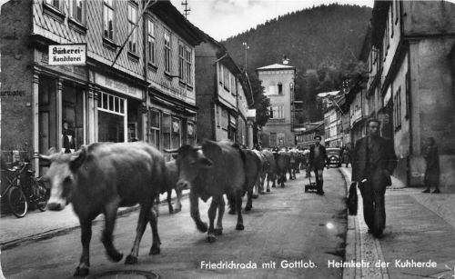 Friedrichroda Heimkehr der Kuhherde ngl 178.804