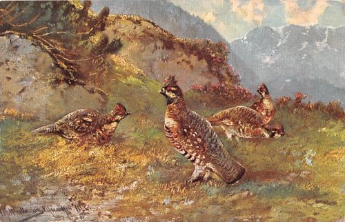 Tiere Vögel Künstlerkarte bahnpgl1913 188.100