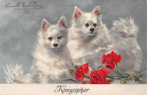 Tiere Hunde Königsspitzer gl1911 188.101