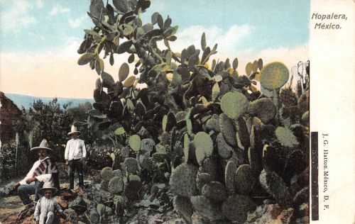Mex Nopalero ngl 188.574