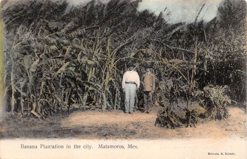 Mex matamoros Banana Plantation in the City ngl 188.580