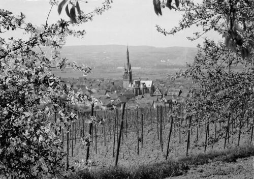 Gau-Algesheim Baumblüte Fotokarte ngl 189.020