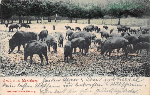Moritzburg Fütterung der Wildschweine gl1904 189.794