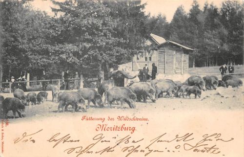 Moritzburg Fütterung der Wildschweine gl1899 189.796