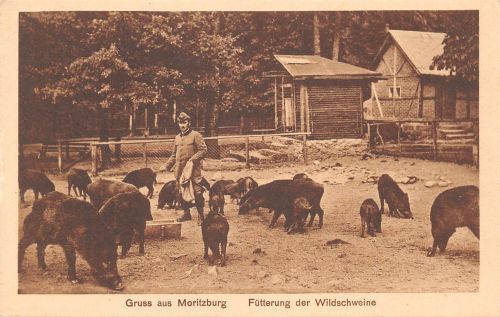 Moritzburg Fütterung der Wildschweine ngl 189.798