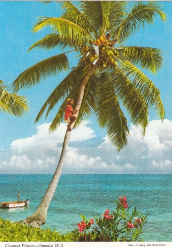 JA, Coconut Pickers ngl E6580
