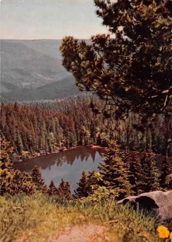Schwarzwald Wildsee ngl 196.477