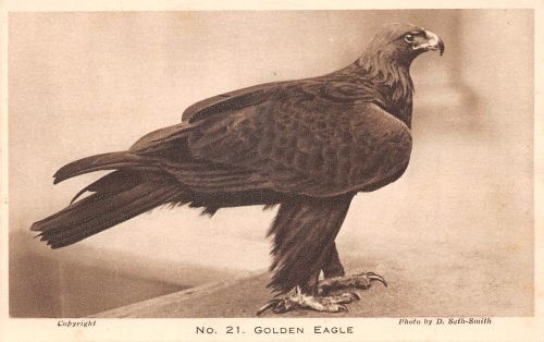 Zoo London Golden Eagle ngl 196.612