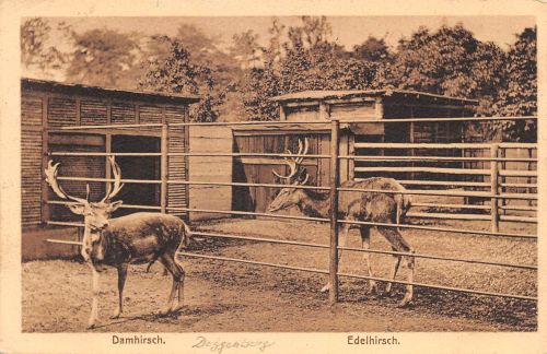 Zoo Stuttgart Damhirsch, Edelhirsch ngl 196.613