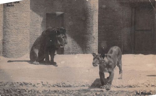 Zoo München Löwen Fotokarte gl1920 196.616