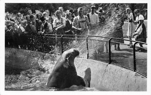 Zoo München Walross "Mimi" ngl 196.617