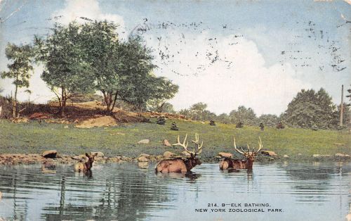 Zoo New York Elk Bathing gl1915 196.621
