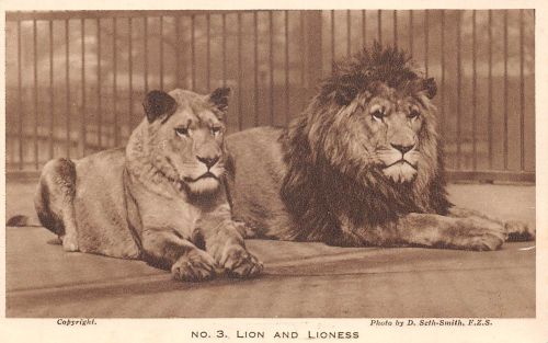 Zoo London Lion and Lioness ngl 196.624