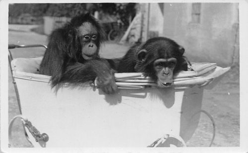 Zoo München Menschenaffen-Kinder gl1936 196.625
