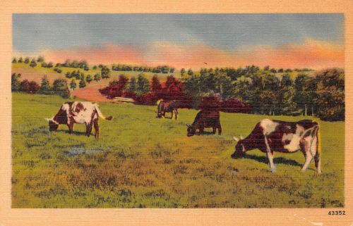 USA Kühe auf Weide ngl 196.735