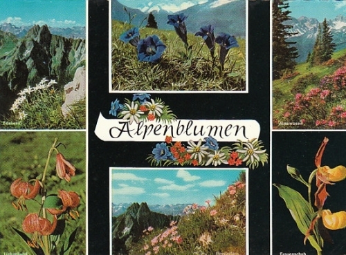 Alpenblumen Mehrbildkarte ngl B8493
