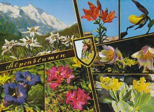 Alpen-Flora in Österreichs Bergen ngl B8668