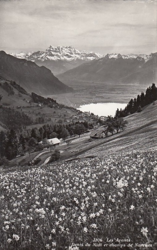 Les Avants, Dents du Midi et champs de Narcises ngl F0865