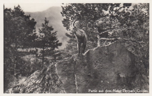 Partie aus dem Natur-Park Goldau (Schwyz) ngl F2769