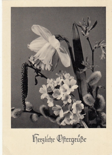 Ostern-Wünsche mit Blumen und Kätzchen glum 1950? F3180