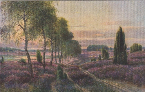 Die Heide blüht! ngl F3402