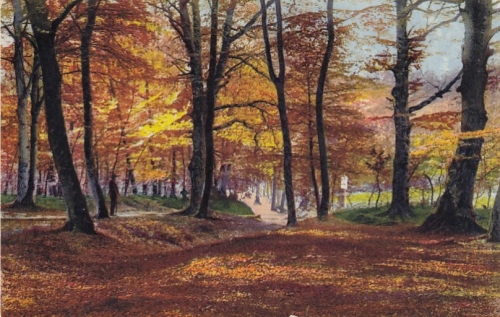 Wald in herbstlicher Sonne ngl F3403