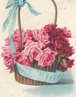Von lachenden Rosen des blühenden Strauss gl1908 F9132