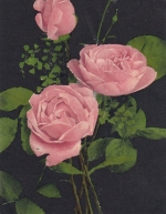 Rosenzweige gl1907? F9133