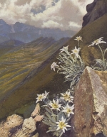 Alpenblumen: Leontopodium alpinum, Edelweiß ngl F9148